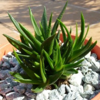 HAWORTHIA GLABRATA (Ebook)