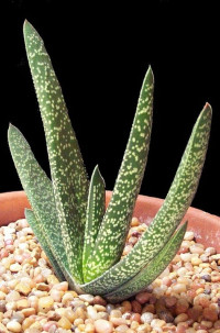 Image of GASTERIA